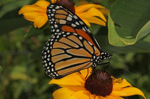 A vibrant monarch butterfly perched on a bright yellow flower, surrounded by green foliage.