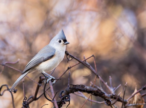 A small bird with a blue-gray body and a distinctive crest perched on a twisted branch against a blurred background.