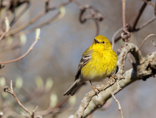 A small yellow bird perched on a branch, surrounded by blurred twigs and soft background colors.