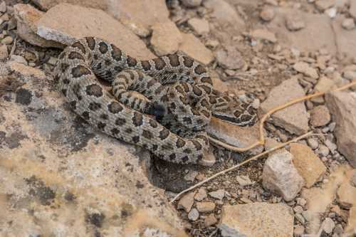 A coiled snake with a patterned body resting on rocky ground among small stones.