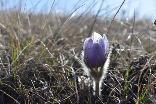 A close-up of a purple flower emerging from dry grass under a clear blue sky.