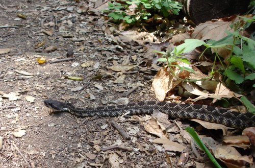 A snake slithers along a dirt path covered with leaves and greenery.