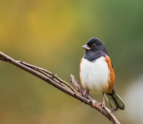A small bird with a black head, white belly, and orange-brown sides perched on a branch against a blurred green background.