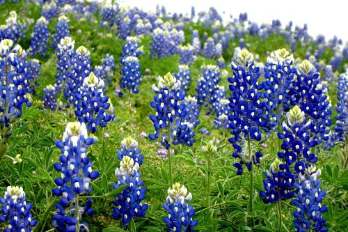 A vibrant field of bluebonnet flowers in full bloom, creating a stunning display of blue and green hues.