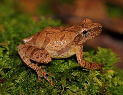 A small brown frog with a textured body sits on green moss, blending into its natural environment.