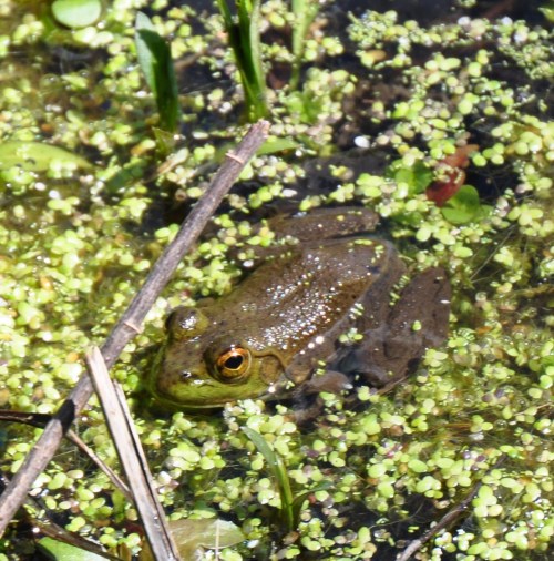 A green frog resting on the surface of a pond, surrounded by small green plants and water.