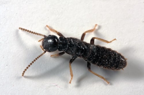 Close-up of a small black insect with long antennae and segmented body, resting on a light surface.