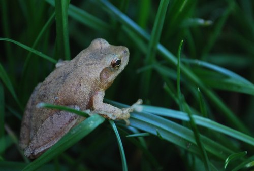 A small brown frog perched on a green blade of grass, surrounded by lush greenery.
