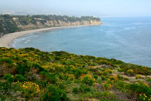 A coastal view featuring a sandy beach, cliffs, and vibrant wildflowers in the foreground under a hazy sky.