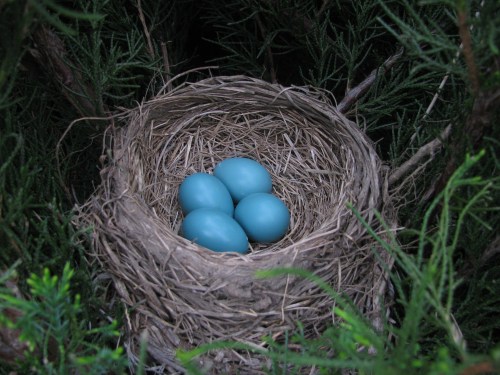 A nest made of twigs and grass containing four blue eggs, surrounded by green foliage.