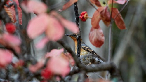 A bird partially hidden among autumn leaves and branches, showcasing vibrant colors in a natural setting.