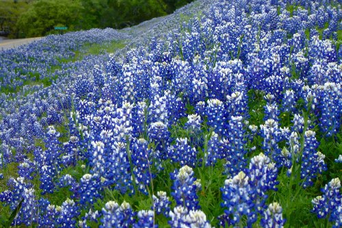A vibrant field of bluebonnet flowers in full bloom, creating a stunning blue and white landscape.