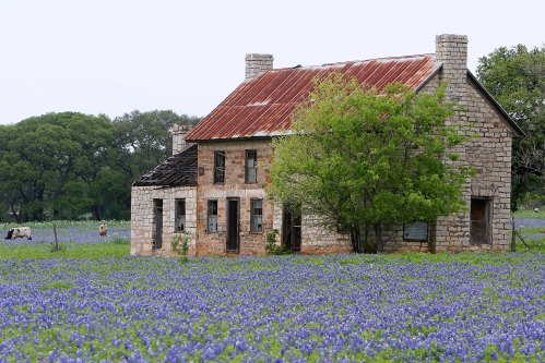 Abandoned stone house with a rusty roof surrounded by a field of bluebonnets and trees in the background.