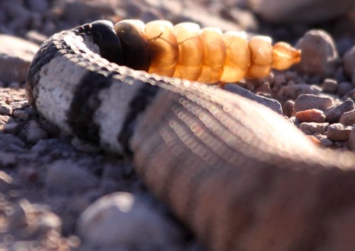 A close-up of a snake's body alongside a golden, segmented insect larva on a rocky surface.
