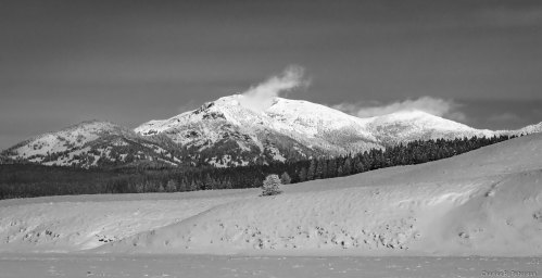 Black and white landscape of snow-covered mountains with a clear sky and a small tree in the foreground.