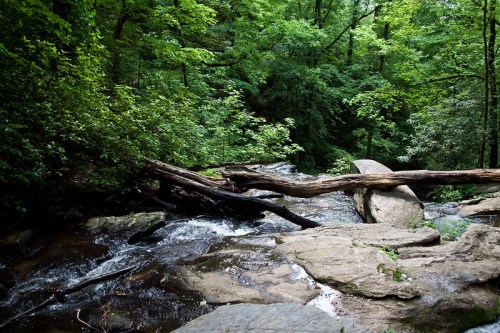 A serene forest scene with a flowing stream, large rocks, and fallen logs surrounded by lush green trees.