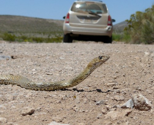 A snake slithers across a dirt road, with a car parked in the background under a clear blue sky.