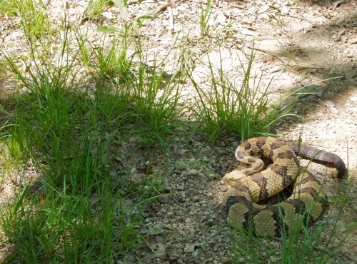 A coiled snake resting on the ground, surrounded by grass and gravel in a natural setting.