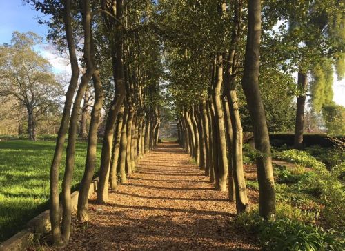 A serene pathway lined with tall trees, leading through a lush green landscape. Sunlight filters through the leaves.