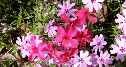 A vibrant mix of pink and purple flowers blooming among green foliage.