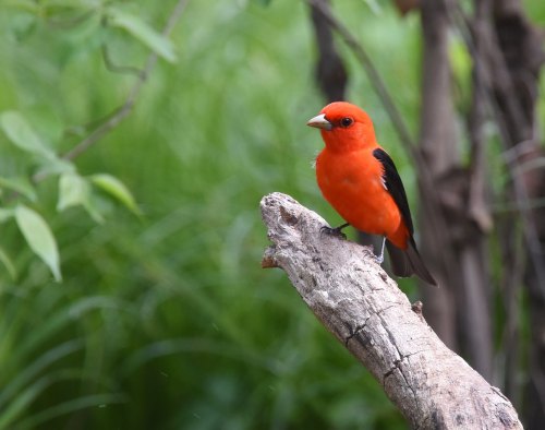 A vibrant red bird perched on a branch, surrounded by lush green foliage.