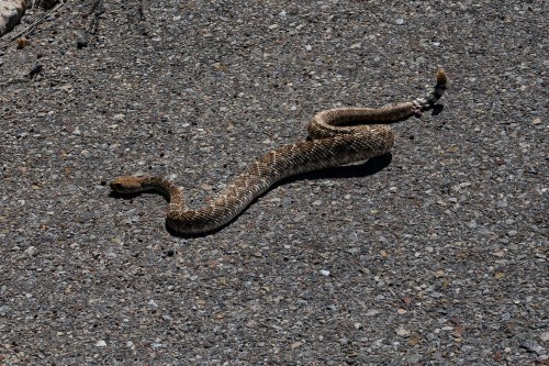 A snake slithering across a textured asphalt surface under bright sunlight.
