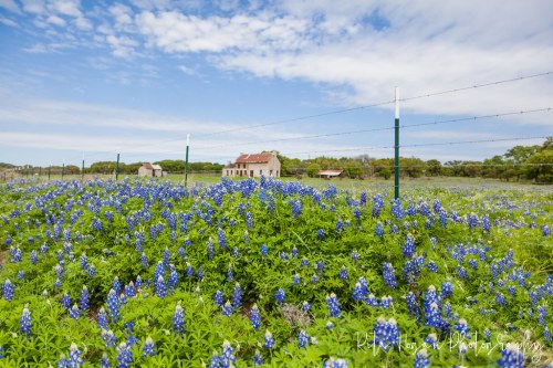 A field of bluebonnets in bloom with an old farmhouse and trees under a partly cloudy sky.