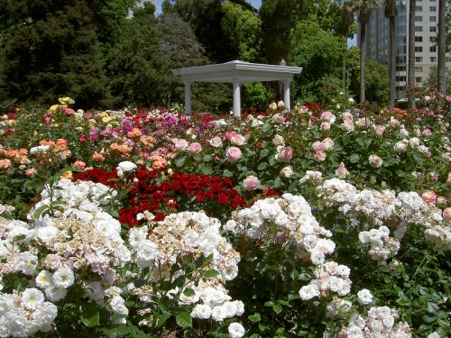 A vibrant garden filled with colorful roses in various shades, featuring a white gazebo in the background.