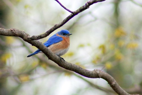 A bluebird perched on a branch, showcasing vibrant blue and orange plumage against a blurred background.