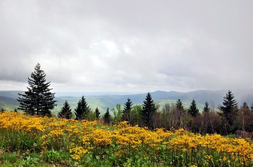 A scenic view of a meadow filled with yellow flowers, surrounded by green trees and distant mountains under a cloudy sky.