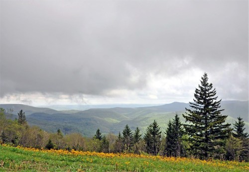 A scenic view of rolling green hills under a cloudy sky, with a foreground of yellow wildflowers and evergreen trees.