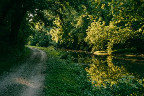 A serene path alongside a river, surrounded by lush green trees reflecting in the water.