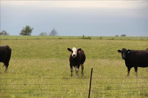 Three cows in a grassy field, with a cloudy sky in the background and a fence in the foreground.