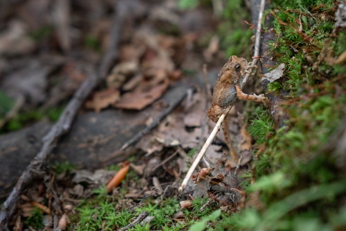 A small brown frog climbs a mossy surface among fallen leaves and twigs in a forest setting.