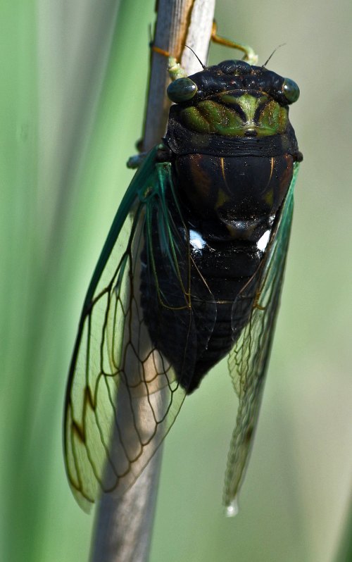 A close-up of a cicada perched on a plant stem, showcasing its green wings and dark body against a blurred green background.