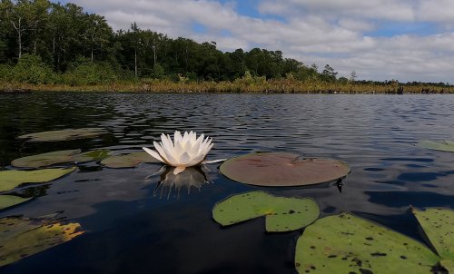 A white water lily blooms on a calm lake, surrounded by green lily pads and a backdrop of trees under a cloudy sky.