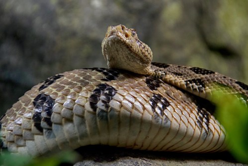 A close-up of a snake resting on a rock, showcasing its patterned scales and head raised slightly.