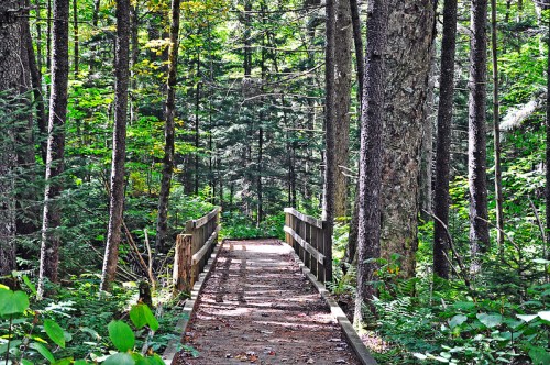 A wooden bridge leads through a lush green forest, surrounded by tall trees and vibrant foliage.