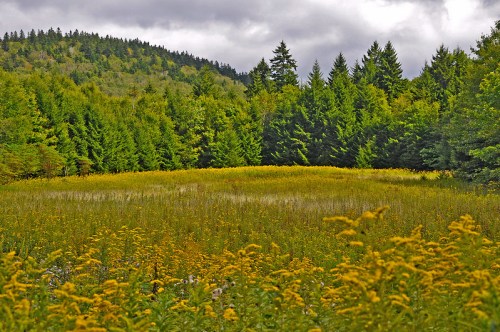 A vibrant field of yellow flowers in the foreground, with a backdrop of lush green trees and a cloudy sky.