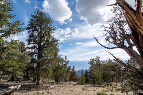 A scenic view of a forest with tall trees under a partly cloudy sky, showcasing a mountainous landscape in the distance.