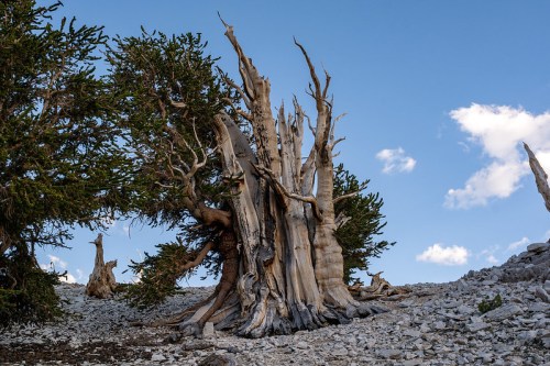 Ancient twisted trees stand on rocky terrain under a blue sky with scattered clouds.