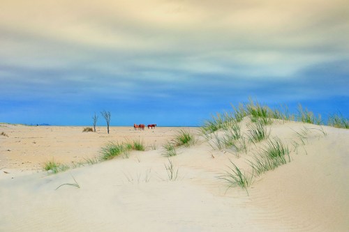 A sandy beach with grass-covered dunes and a cloudy sky, featuring a few horses in the distance.