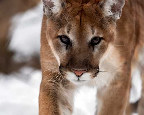 A close-up of a mountain lion walking through snow, showcasing its intense gaze and sleek fur.