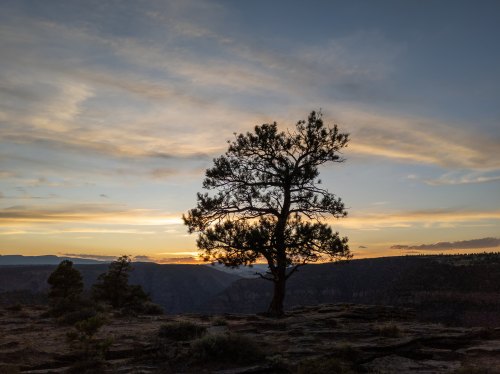 Silhouette of a lone tree against a colorful sunset sky over a canyon landscape.