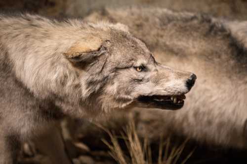 A close-up of a snarling wolf, showcasing its sharp teeth and intense gaze, with another wolf blurred in the background.