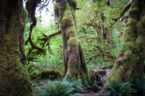 Lush green forest with tall, moss-covered trees and ferns, creating a serene and vibrant natural environment.