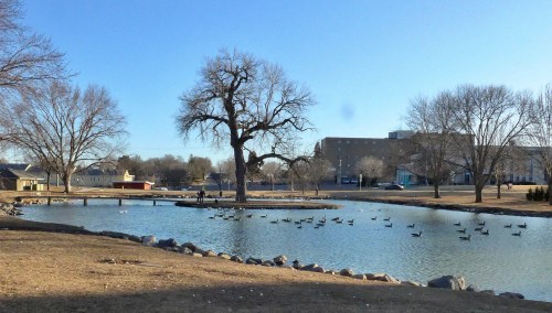 A serene park scene featuring a pond with ducks, a large tree, and buildings in the background under a clear blue sky.