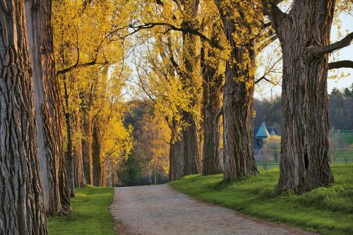 A scenic pathway lined with tall trees displaying vibrant yellow leaves, leading to a distant building.