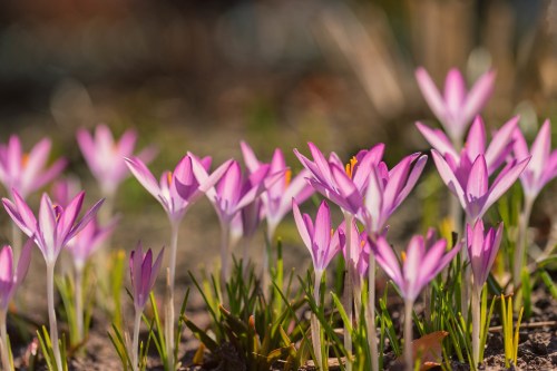 A cluster of vibrant pink crocus flowers blooming in a garden, surrounded by green grass.
