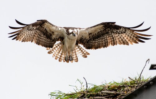 An osprey in flight, wings spread wide, above a nest with grass on a rooftop.